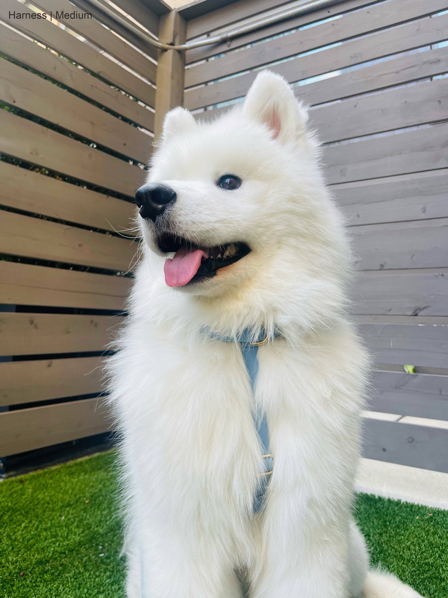 SUNNY TAILS - Malibu Blue Cloud Lite Dog Harness