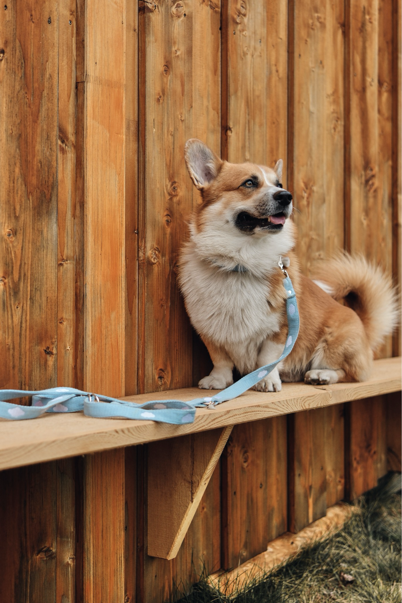 FUSSI DOGS - Hundehalsband Cloud Sky Blue