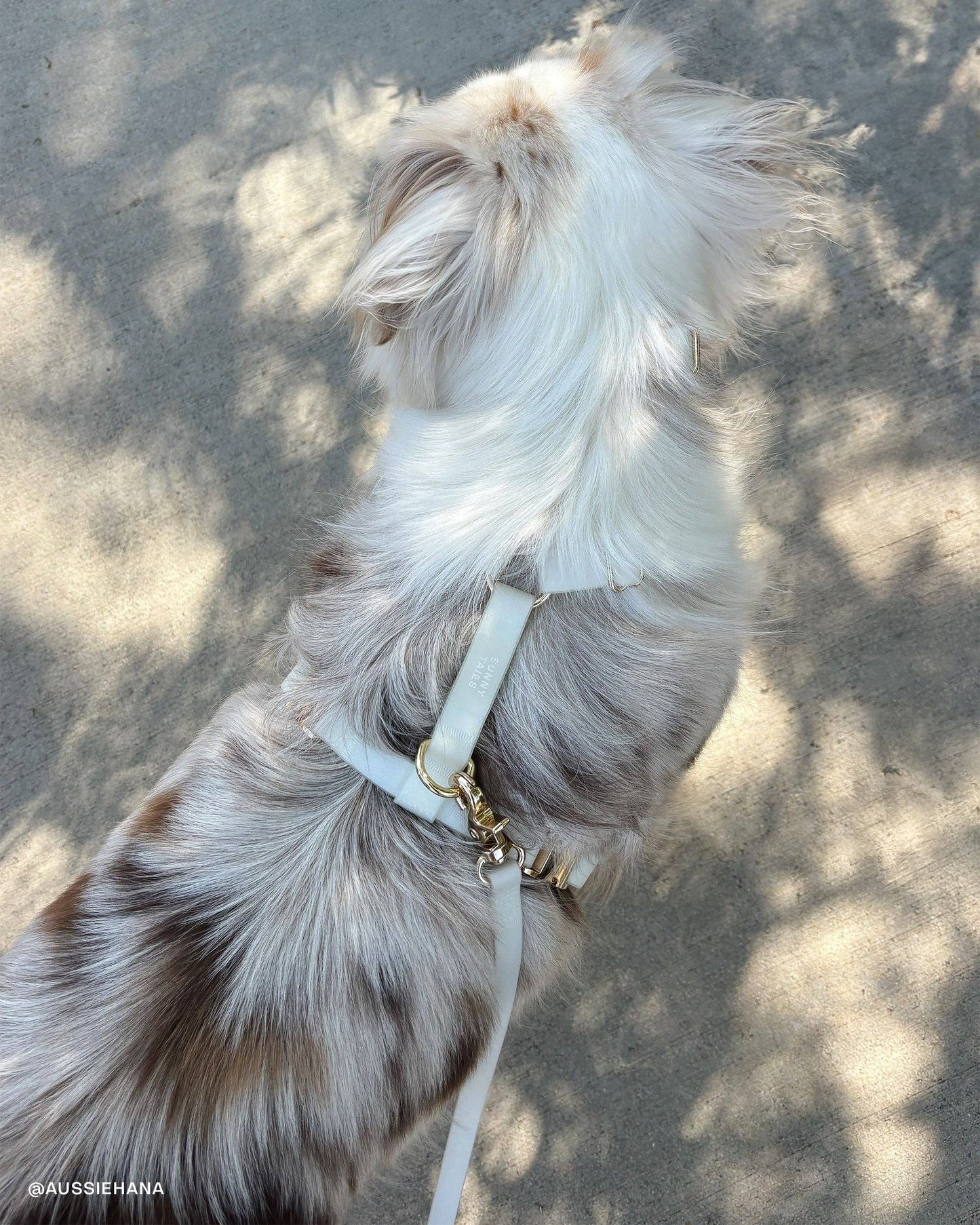 SUNNY TAILS - Cloud 4-in-1 Hundeleine - Glow in the Dark