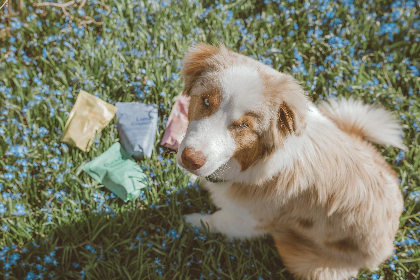 BUDDY - Crunchy Hundesnack – Lachs & Blaubeeren (150g)