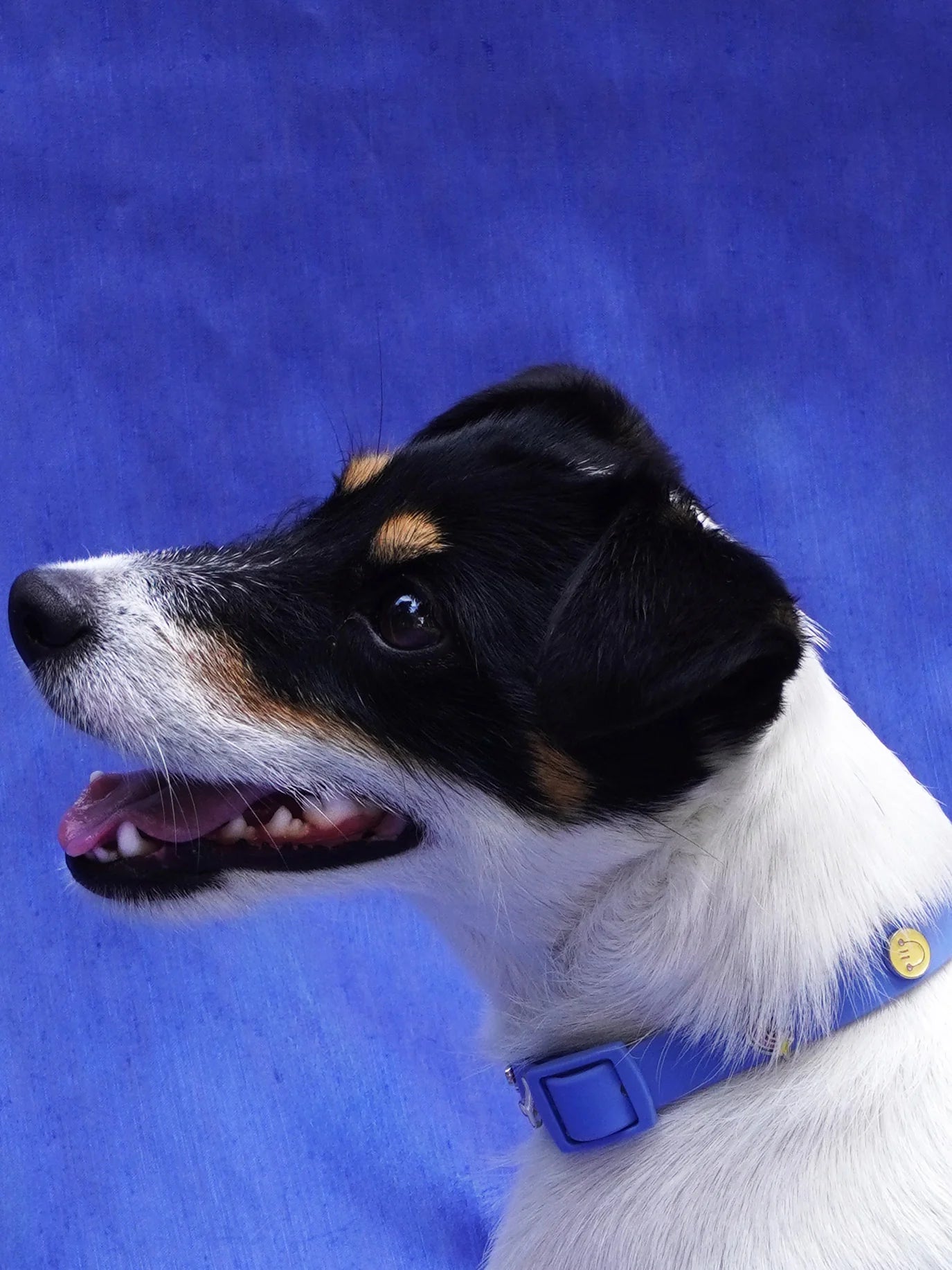 PAWPOPZ – Charm „Happy Face“