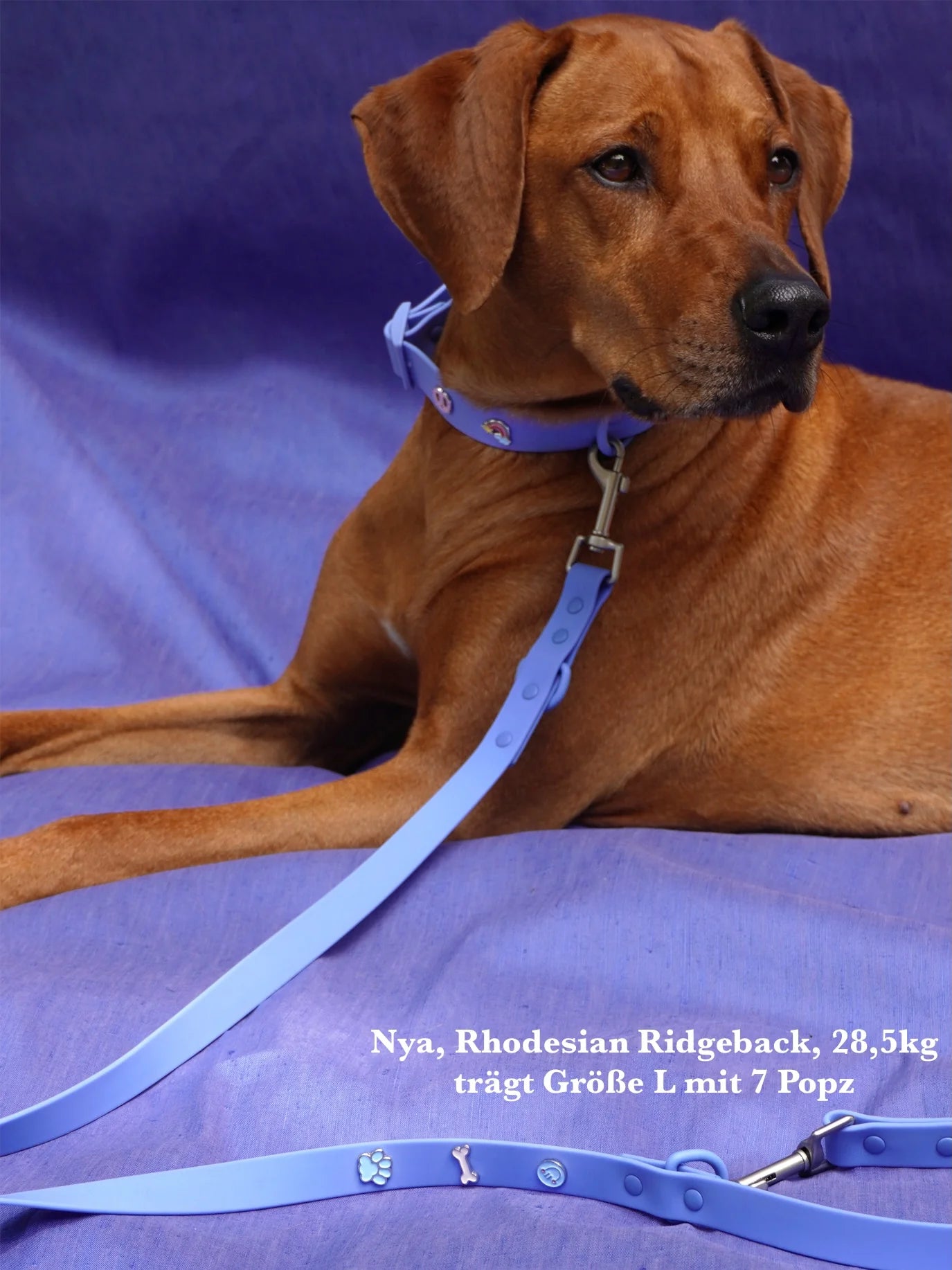 PAWPOPZ – Personalisierte Hundeleine - Schwarz