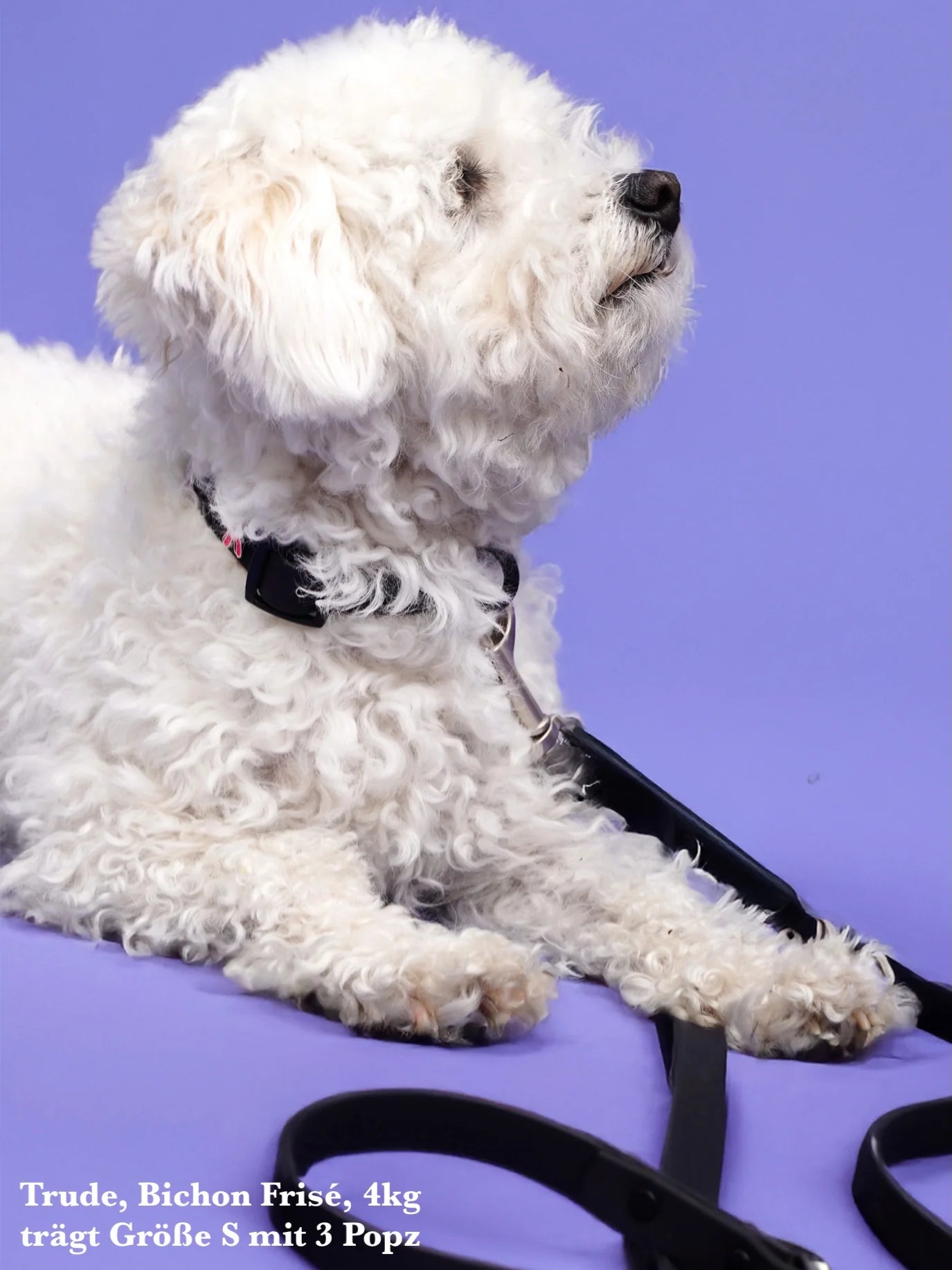 PAWPOPZ - Halsband & Leine Set - Lila