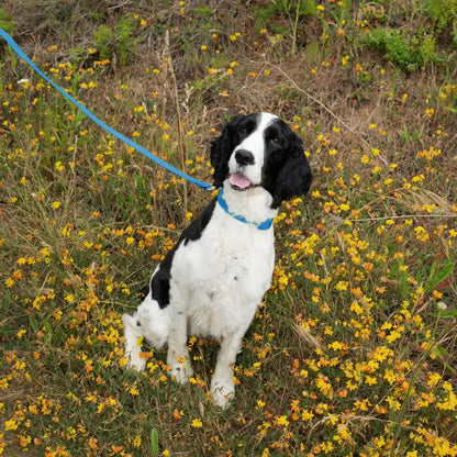 Springland Pets - Premium wasserdichte 1,5 m Hundeleine mit gepolstertem Griff (4er-Pack) - OSSO BLU