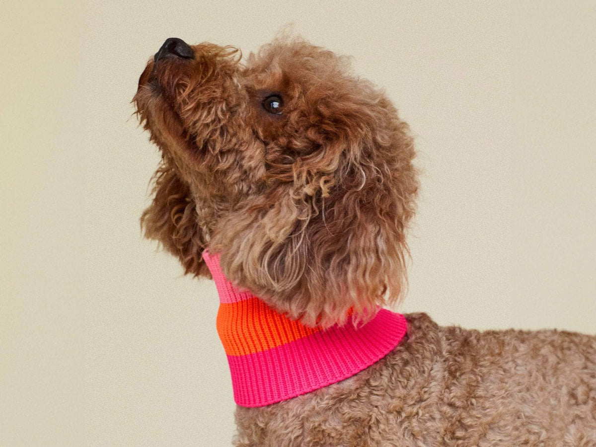 LUMIIES – Glow Loop 2.0 Hundeschal Sunny Tangerine