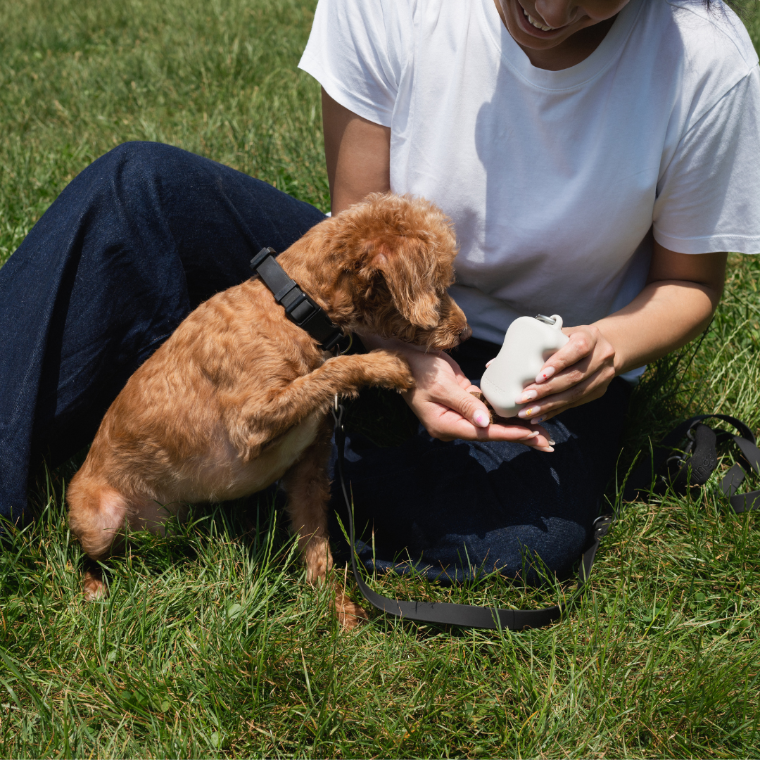 SPRINGLAND PETS - Silicone Treat Dispenser