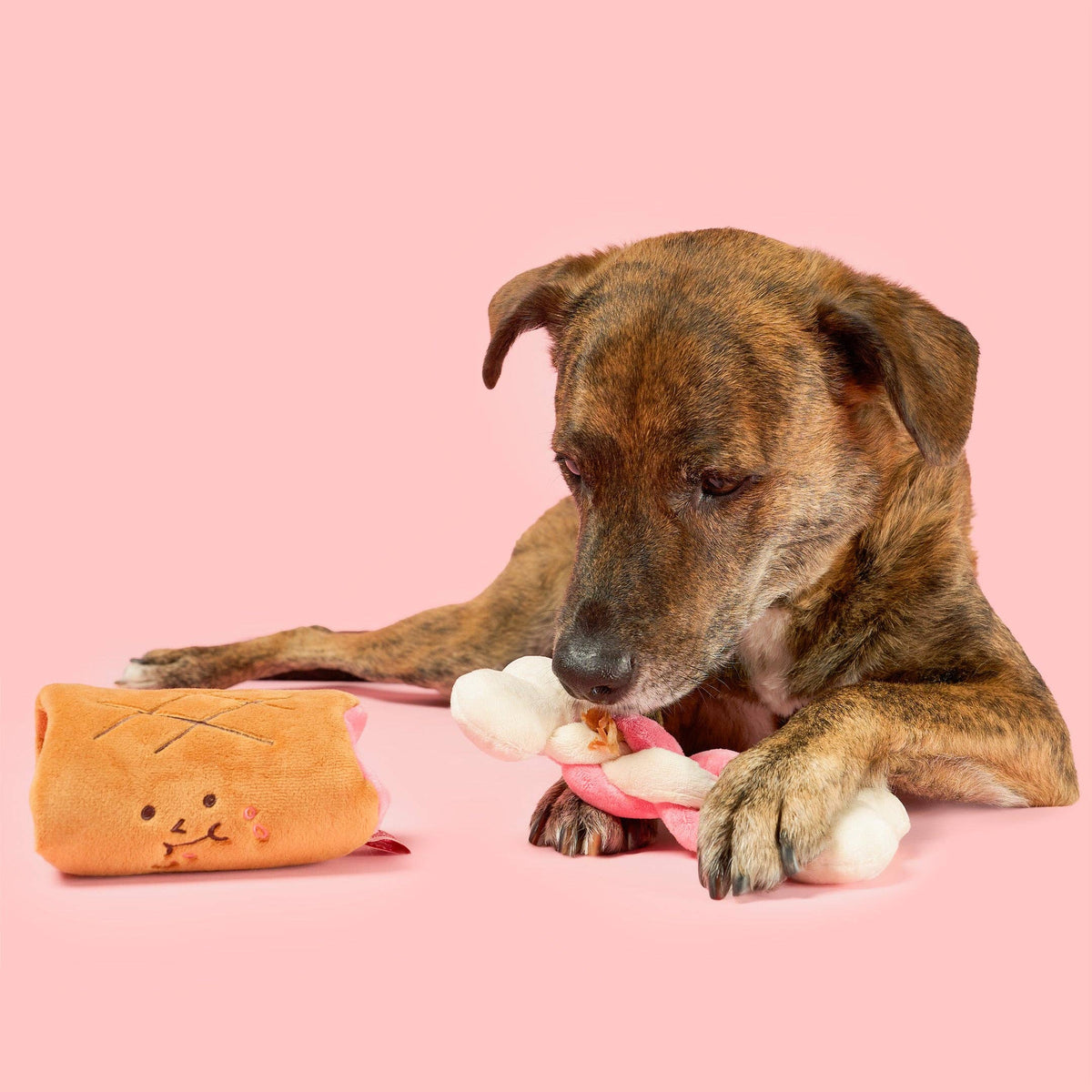 the furryfolks - Knochen Appétit Nasenarbeits-Spielzeug - OSSO BLU
