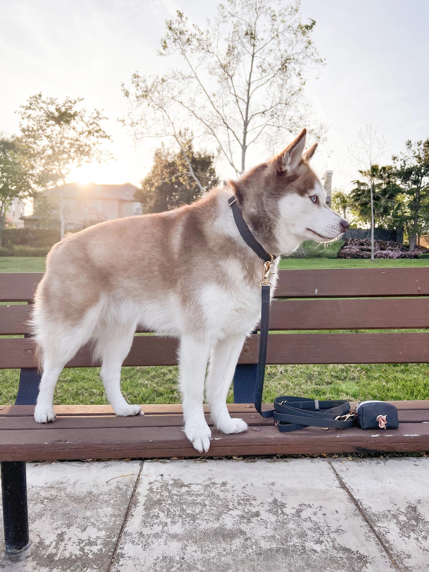 SUNNY TAILS - Wasserdichtes Hundehalsband - Ember Black - OSSO BLU