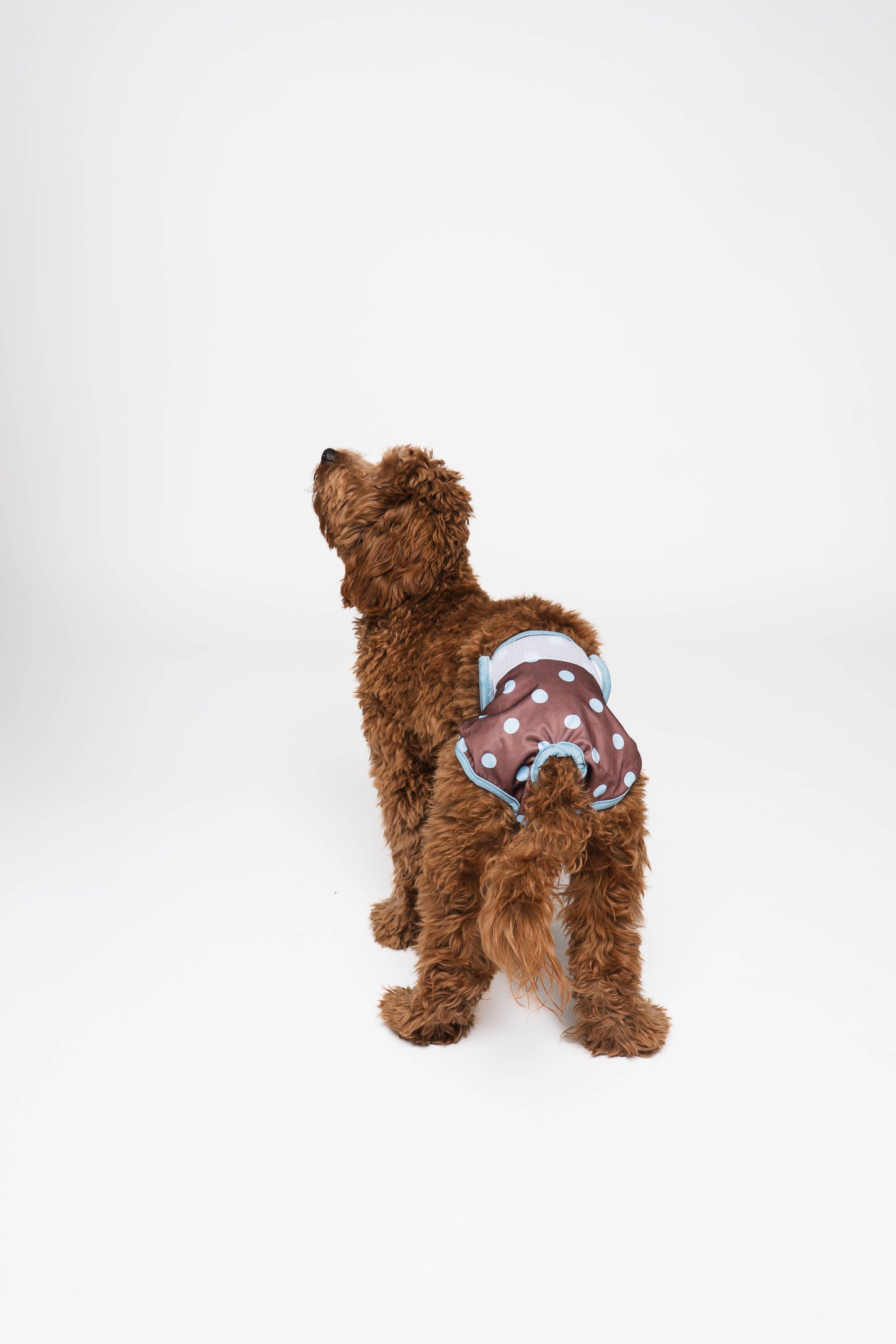 LOU & CO. - Läufigkeitshöschen – Pünktchen