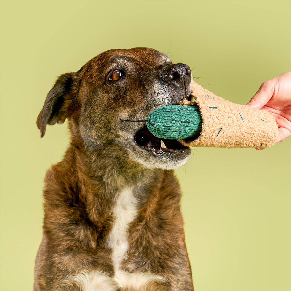 the furryfolks - Nosework-Hundespielzeug „Fried Pickle“ - OSSO BLU