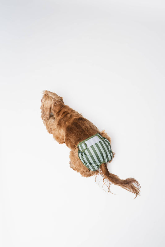 Lou and co. - Hundeperiode-Slips Streifen: Kleine - OSSO BLU