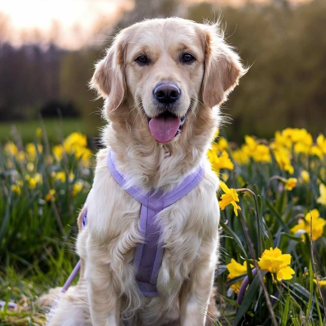 FURLOU – Komfort Hundegeschirr Lavendel