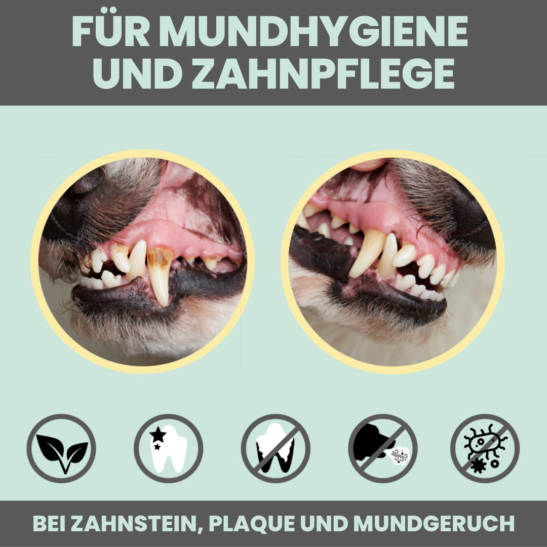 NOMS+ - Dentalspray bei Zahnstein für Hunde und Katzen