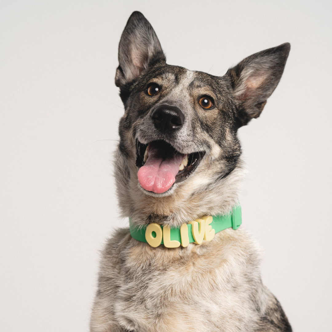 Springland Pets - Silikon-Hundecharm-Anhänger für Hundehalsband/Leine/Flasche (63 Anhänger) - OSSO BLU