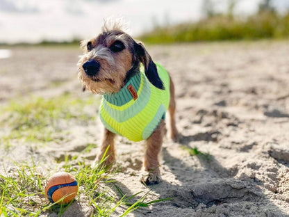 LUMIIES – Glow Jumper 2.0 Hundepullover Neon Matcha