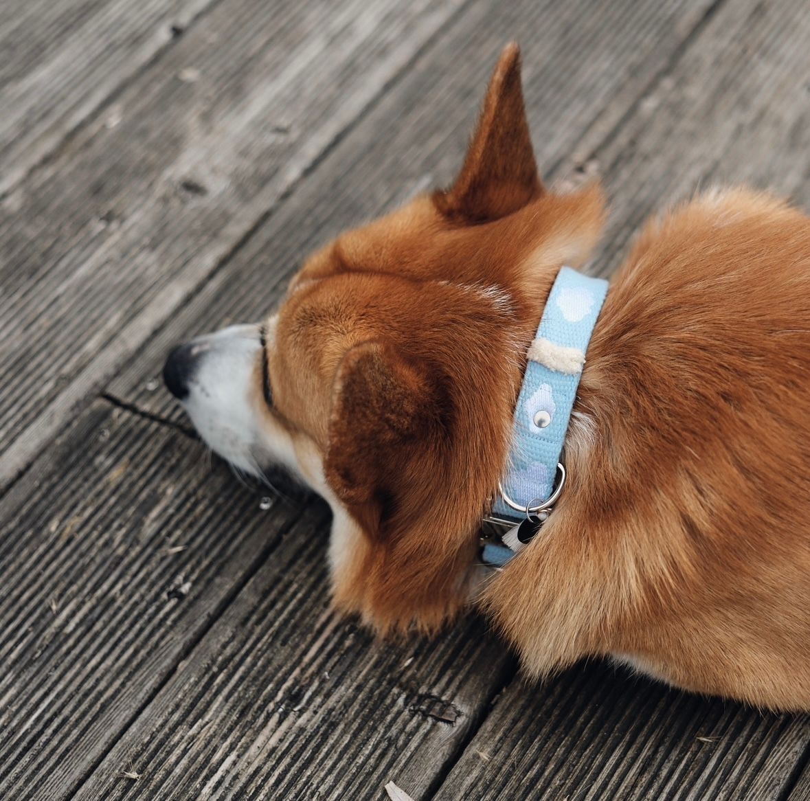 FUSSI DOGS - Dog Collar Cloud Sky Blue