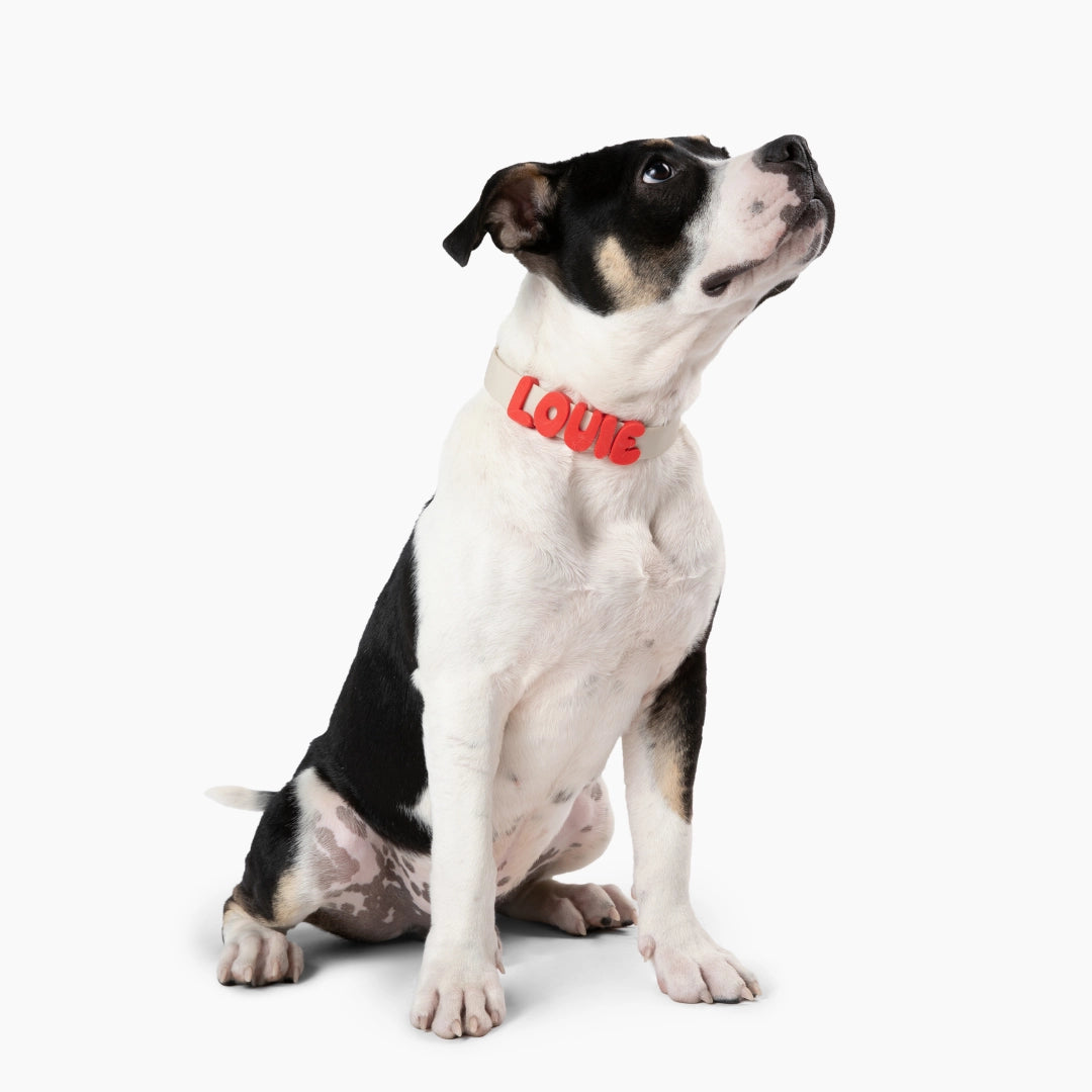 SPRINGLAND PETS - Silikon Hundecharm Anhänger für Halsband, Leine & Trinkflasche - OSSO BLU