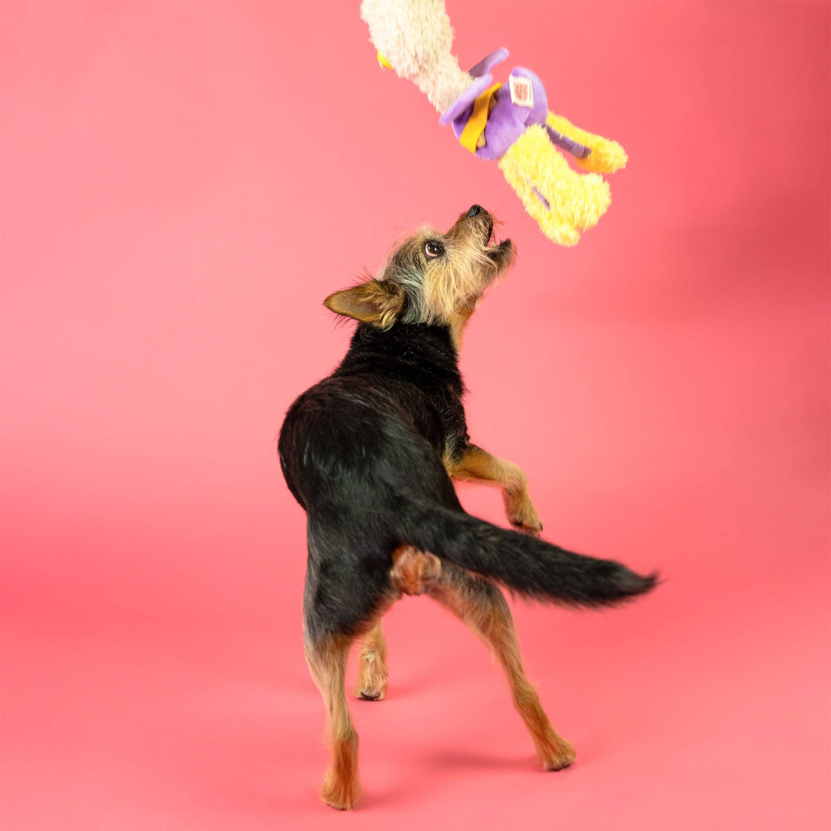 the furryfolks - OstriKraken Nosework-Spielzeug - OSSO BLU