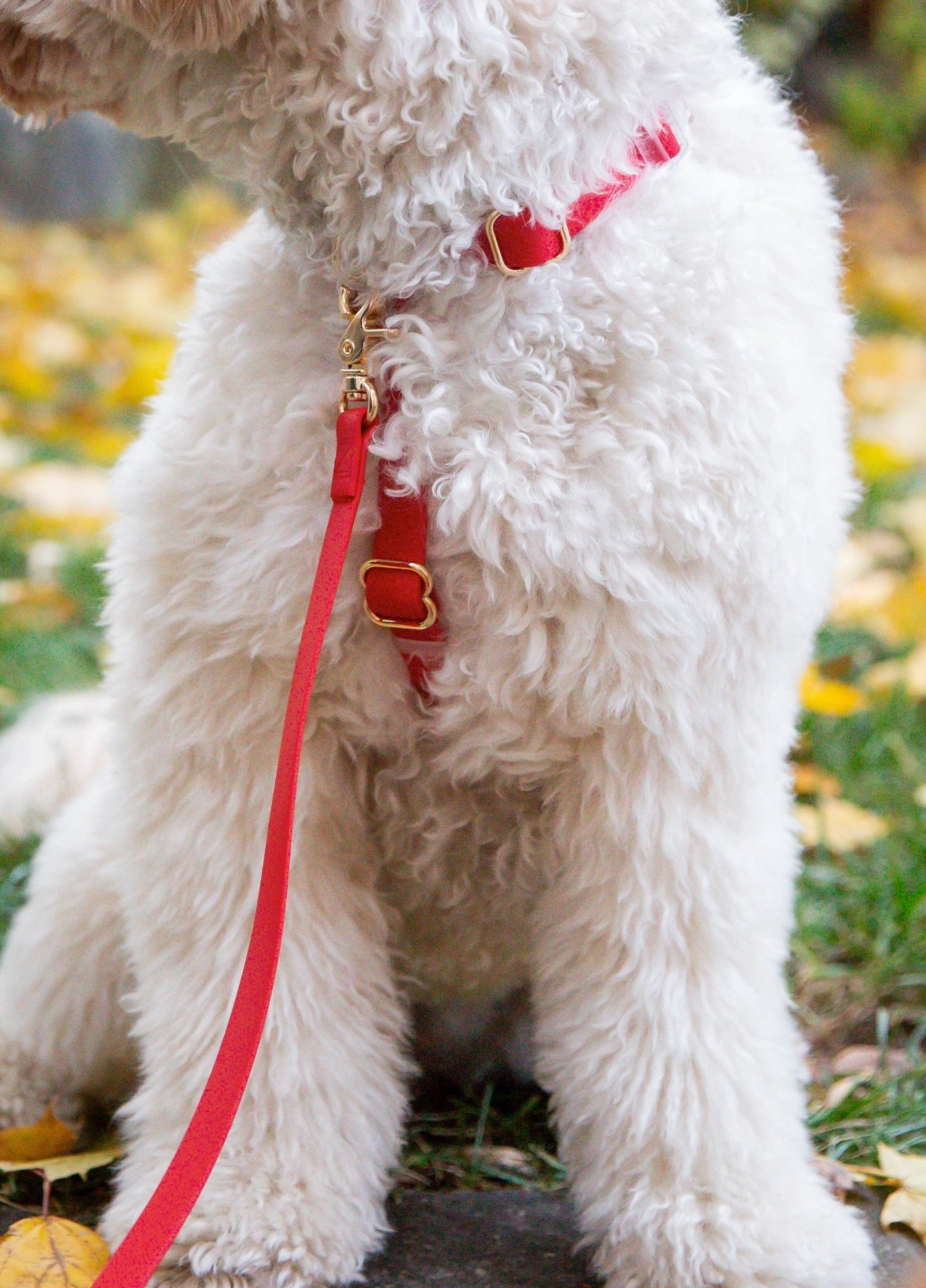 SUNNY TAILS - 4-in-1 Convertible & Multifunctional Dog Leash - Cherry Red