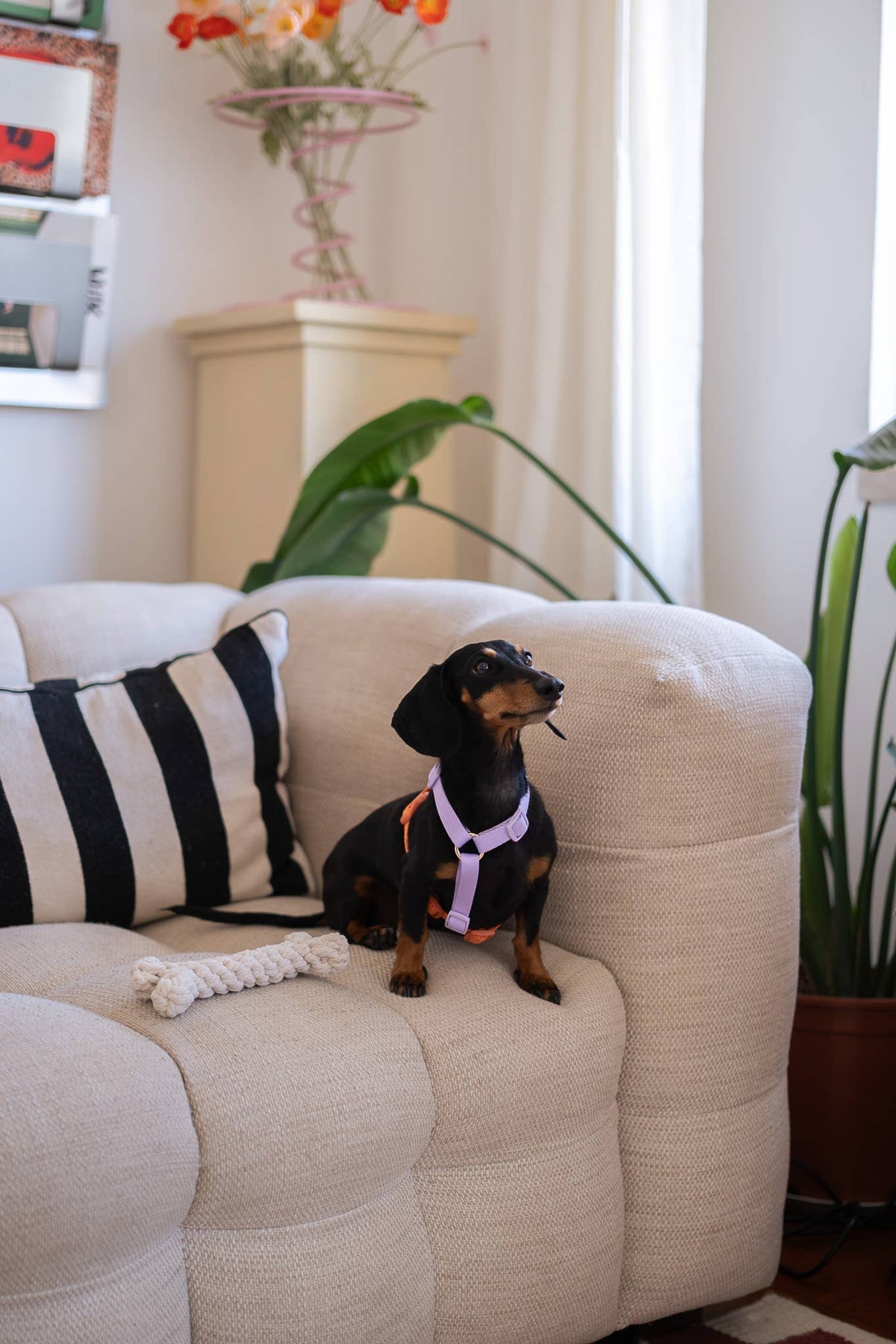 FURLOU – Hundegeschirr Lavendel und Terrakotta