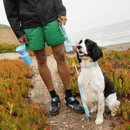 Springland Pets - Premium wasserdichte 1,5 m Hundeleine mit gepolstertem Griff (4er-Pack) - OSSO BLU