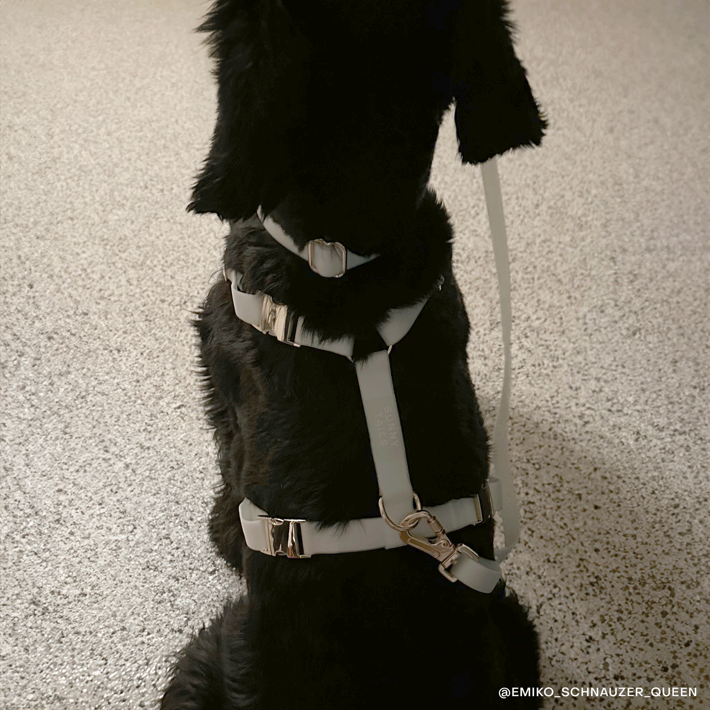 SUNNY TAILS - Cloud Lite Hundegeschirr - Glow in the Dark