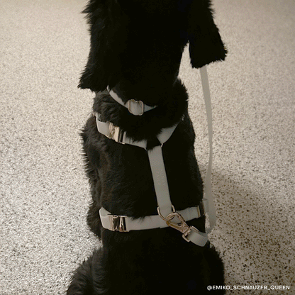 SUNNY TAILS - Cloud Lite Hundegeschirr - Glow in the Dark