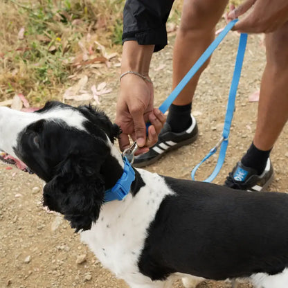 Springland Pets - Premium wasserdichte 1,5 m Hundeleine mit gepolstertem Griff (4er-Pack) - OSSO BLU