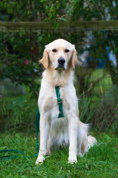 SUNNY TAILS - Wasserdichtes Hundegeschirr - Meadow Green