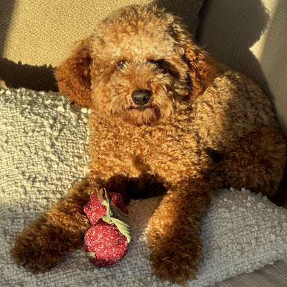 LAMBWOLF COLLECTIVE - CHERRY POP Bereichungsspielzeug für Hunde