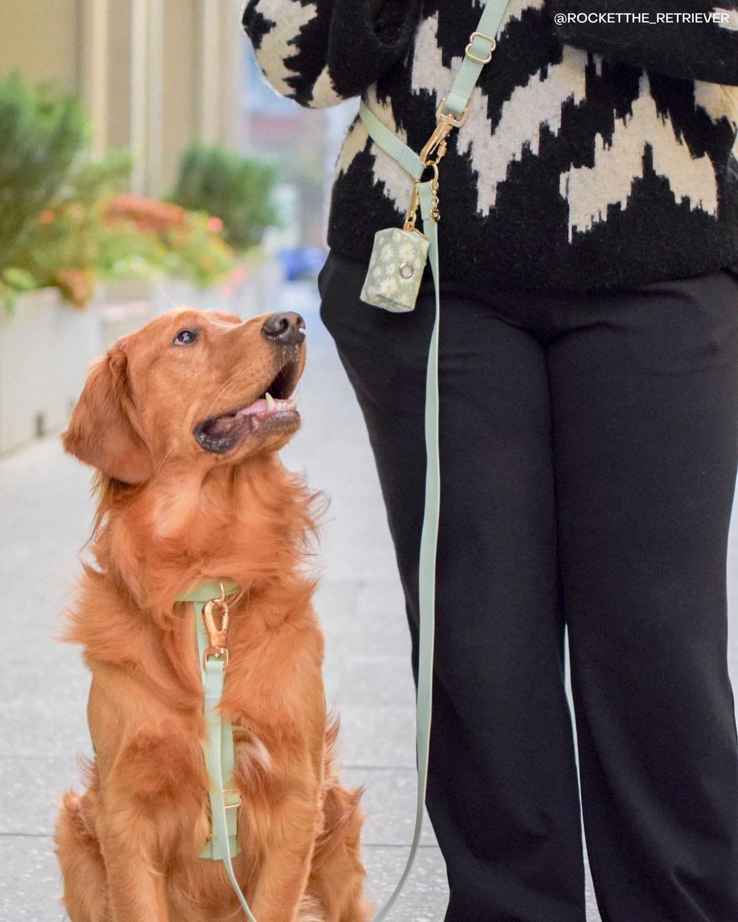 SUNNY TAILS - Wasserdichtes Hundegeschirr - Pistaziengrün
