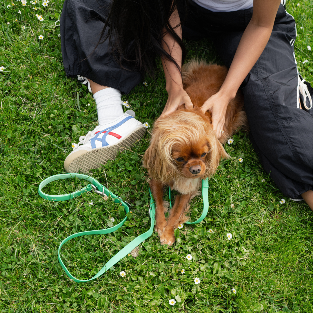 Springland Pets - Premium wasserdichte 1,5 m Hundeleine mit gepolstertem Griff (4er-Pack) - OSSO BLU