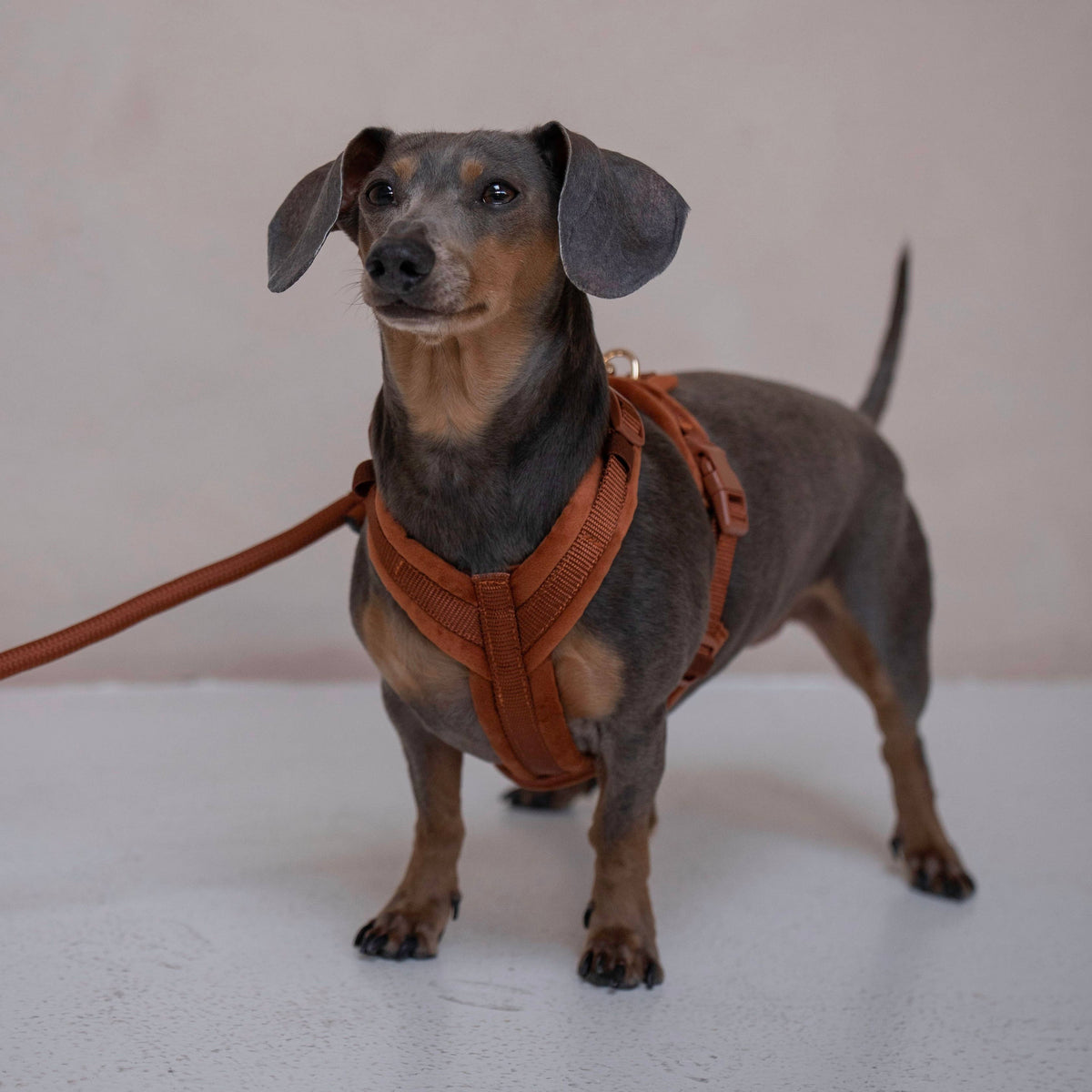 FURLOU – Samt Hundegeschirr Clay