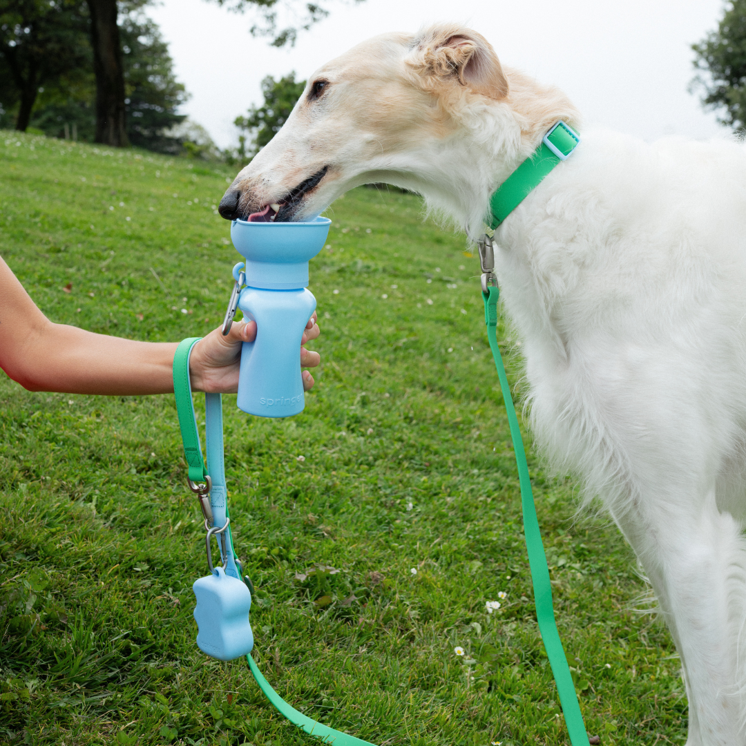 Springland Pets - Premium wasserdichte 1,5 m Hundeleine mit gepolstertem Griff (4er-Pack) - OSSO BLU