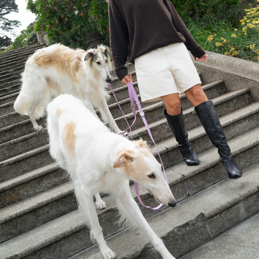 Springland Pets - Premium wasserdichte 1,5 m Hundeleine mit gepolstertem Griff (4er-Pack) - OSSO BLU