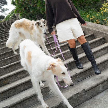 Springland Pets - Premium wasserdichte 1,5 m Hundeleine mit gepolstertem Griff (4er-Pack) - OSSO BLU