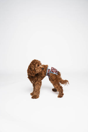 LOU & CO. - Läufigkeitshöschen – Pünktchen - OSSO BLU