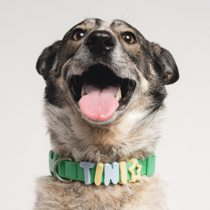 Springland Pets - Silikon-Hundecharm-Anhänger für Hundehalsband/Leine/Flasche (63 Anhänger) - OSSO BLU