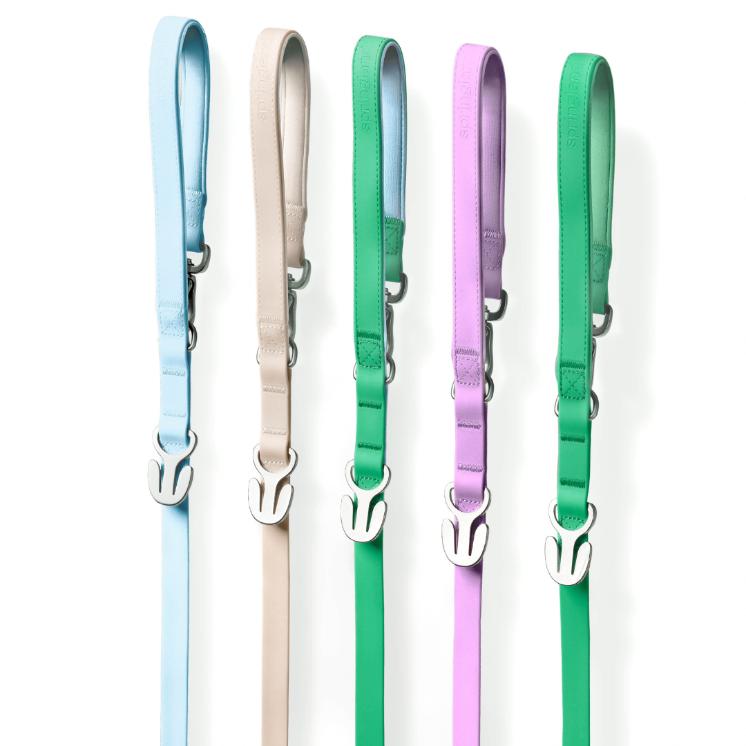 Springland Pets - Premium wasserdichte 1,5 m Hundeleine mit gepolstertem Griff (4er-Pack) - OSSO BLU