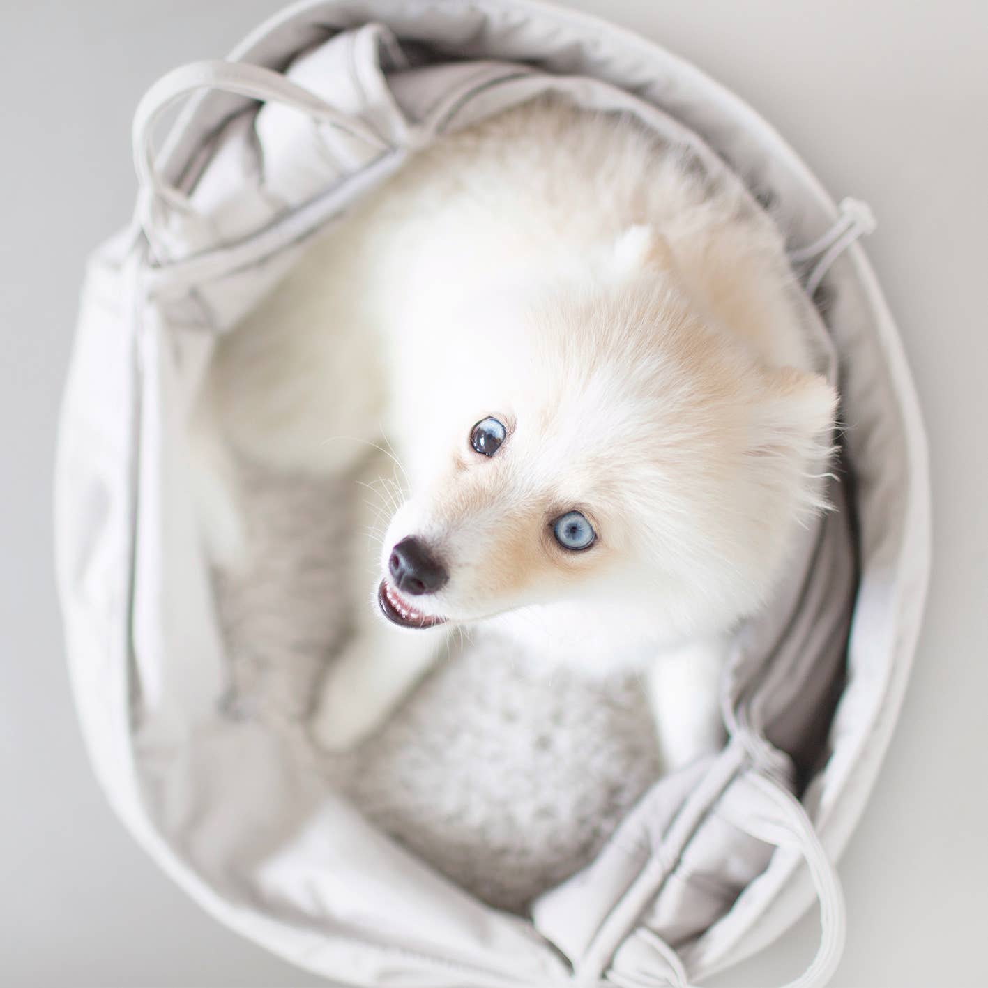 LAMBWOLF COLLECTIVE - OLLA Tragetasche für Hunde - Koala - OSSO BLU