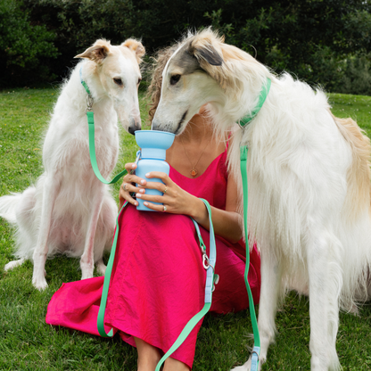 Springland Pets - Premium wasserdichte 1,5 m Hundeleine mit gepolstertem Griff (4er-Pack) - OSSO BLU