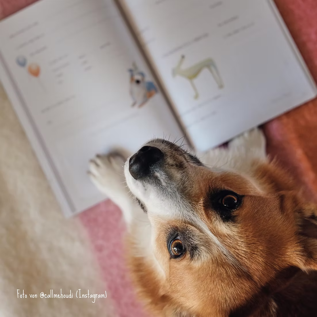 PFOTENALBUM – Das Freundschaftsbuch für Hunde