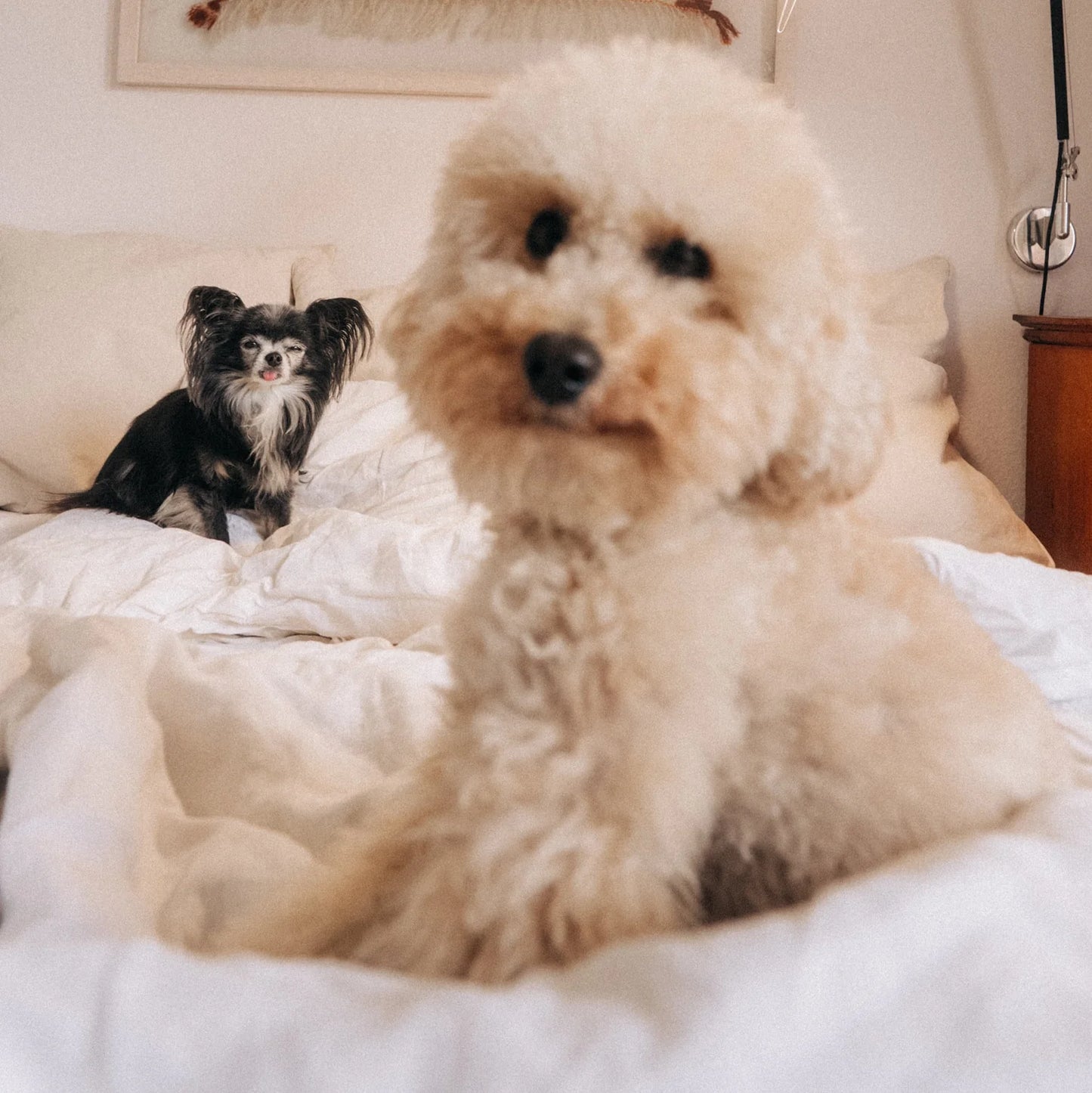 GIOLA BEAUTY - Das Basic Care Set