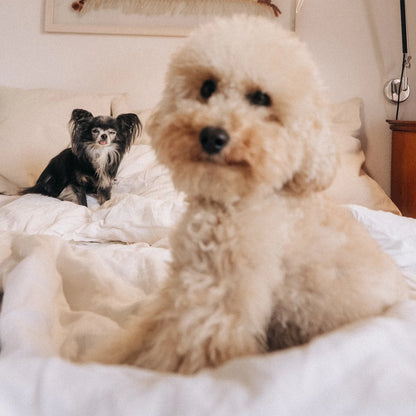 GIOLA BEAUTY - Das Basic Care Set