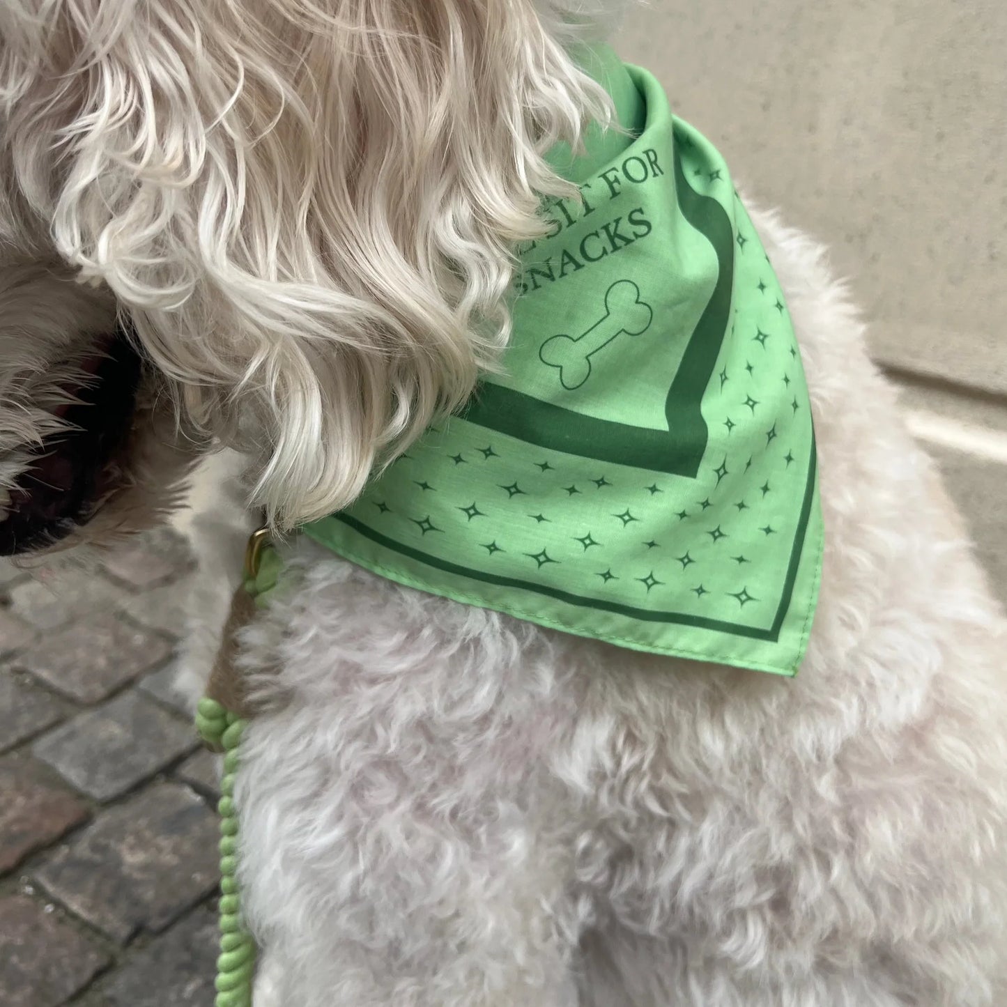 DREW'S DOGWEAR – LIME Hundebandana – Stylisches Halstuch für Hunde - OSSO BLU