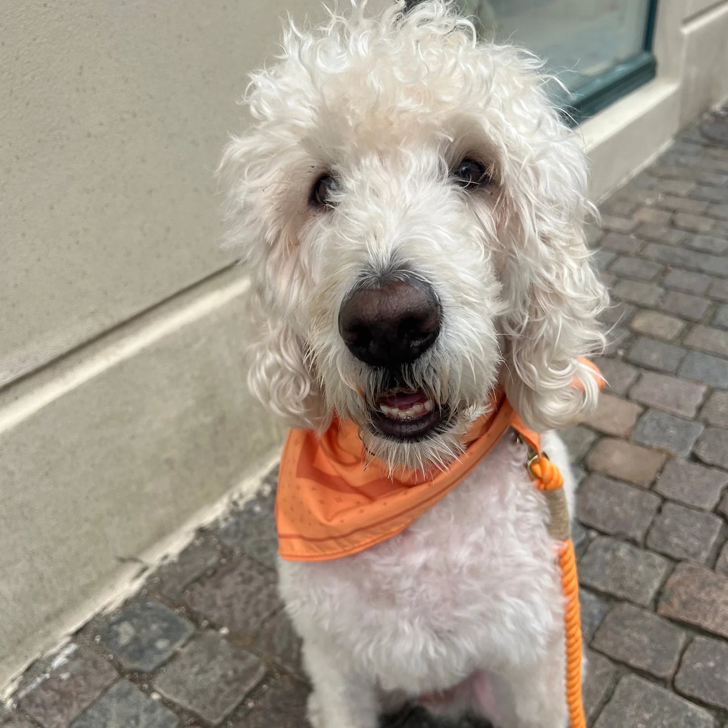 DREW'S DOGWEAR – PEACH Hundebandana – Stylisches Halstuch für Hunde - OSSO BLU