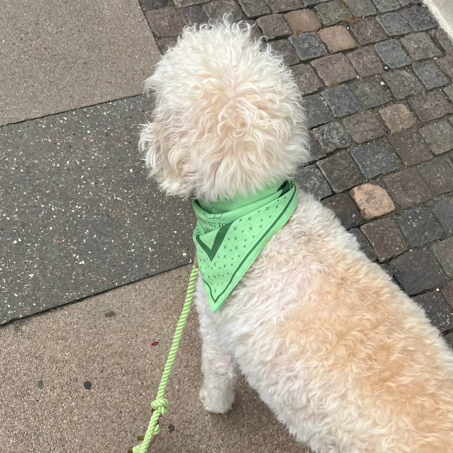 DREW'S DOGWEAR – LIME Hundebandana – Stylisches Halstuch für Hunde - OSSO BLU