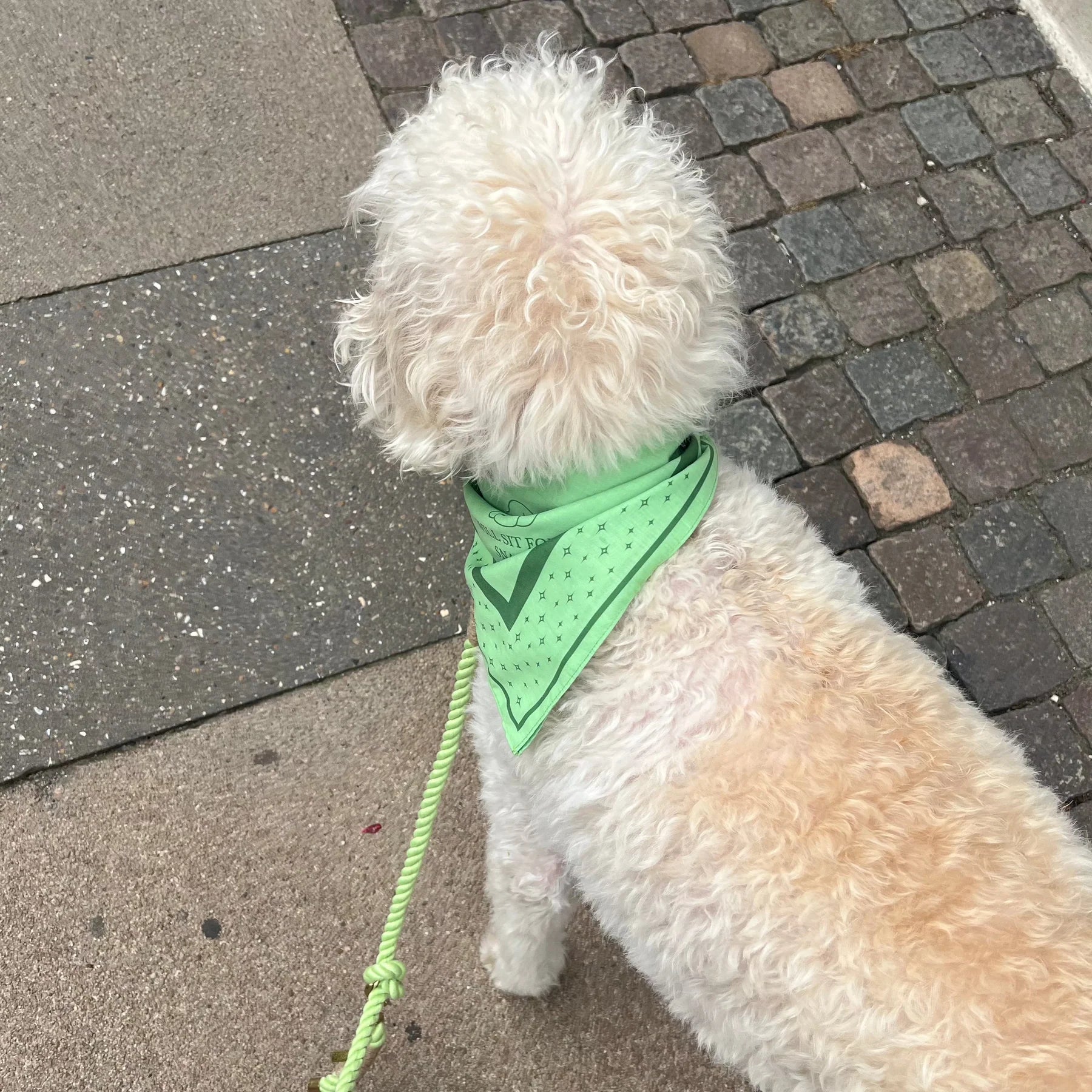 DREW'S DOGWEAR – LIME Hundebandana – Stylisches Halstuch für Hunde - OSSO BLU