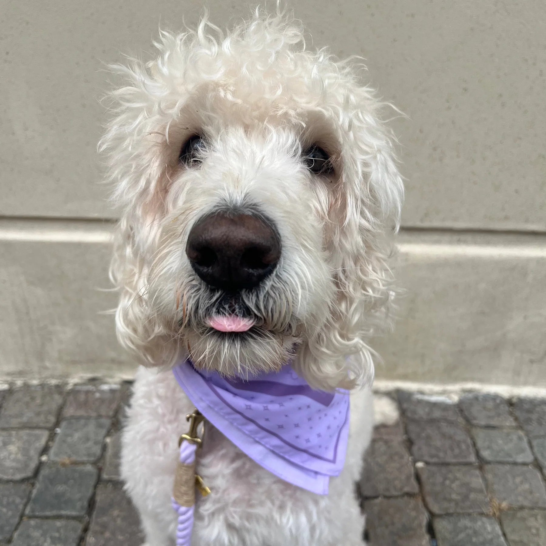 DREW'S DOGWEAR – LILAC Hundebandana – Stylisches Halstuch für Hunde - OSSO BLU