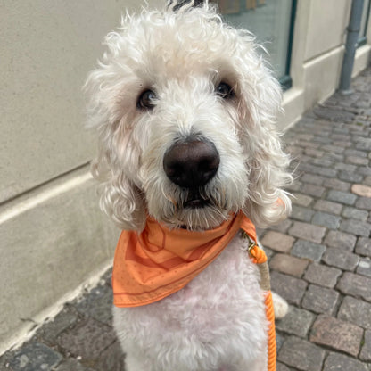 DREW'S DOGWEAR – PEACH Hundebandana – Stylisches Halstuch für Hunde - OSSO BLU
